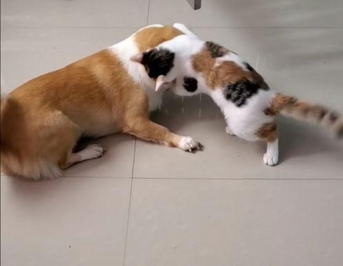 变成猫后我被死对头宠上天,死对头宠上天，我的逆袭人生